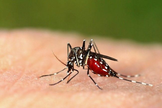 Prévention Mosquito organique, moustiques